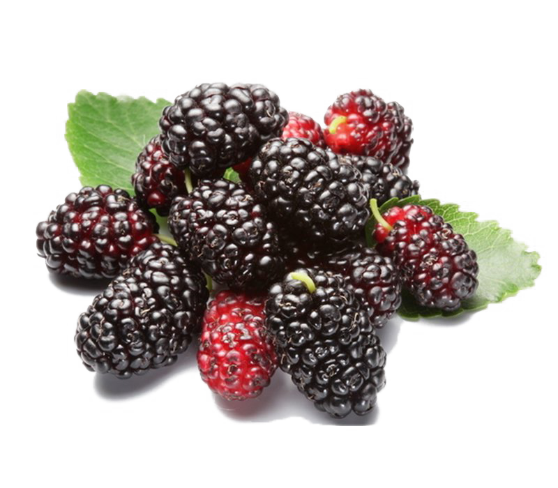 Dâu tằm tươi - Mulberry