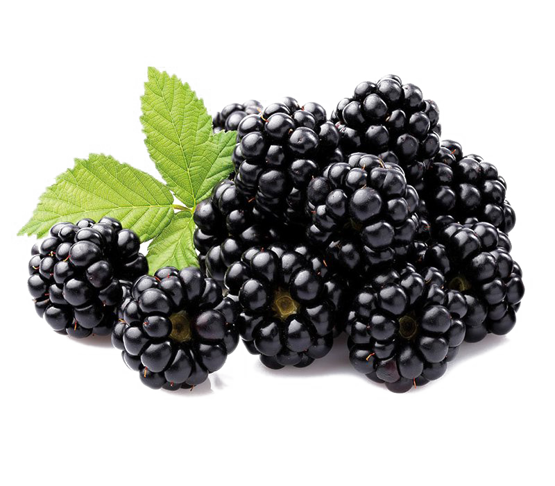 Mâm xôi đen - Phúc bồn tử đen